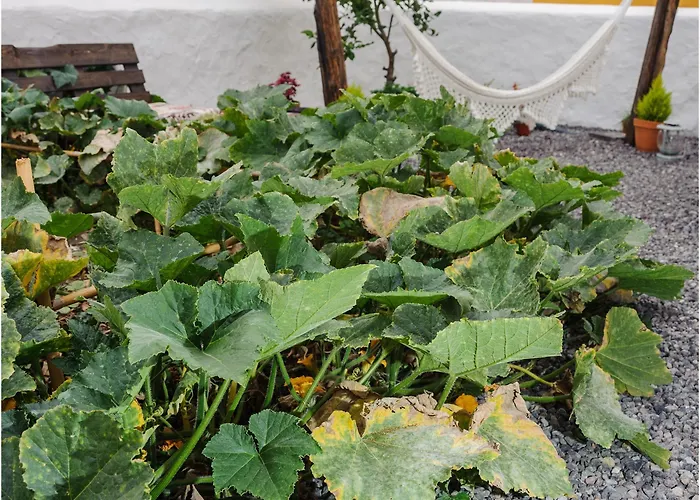 Bed and breakfast Casa Emblemática 2*